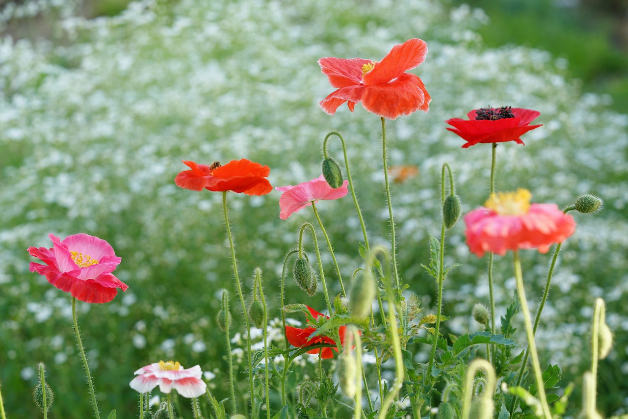 Rote und rosa Mohnblumen auf einer Wiese vor unscharfem Hintergrund